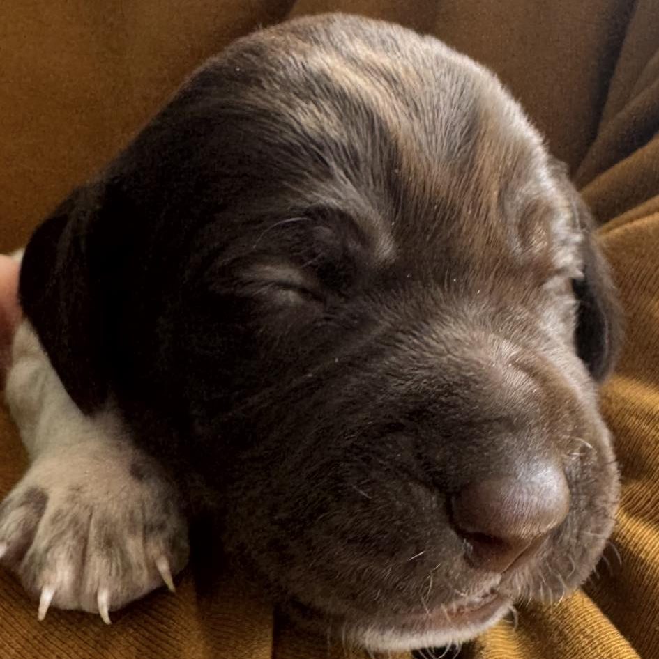 Fernwood Thistle & Thorn, liver and white patched ticked German Shorthaired Pointer puppy, 11 days old