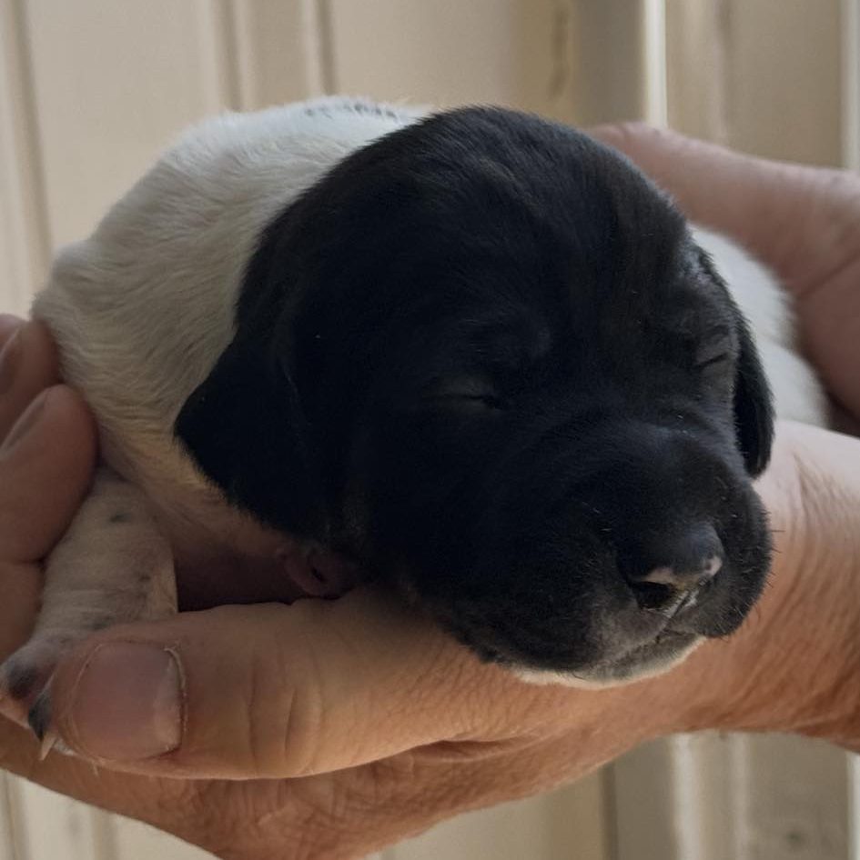 Fernwood Evening Finch, black and white patched ticked German Shorthaired Pointer puppy, 11 days old