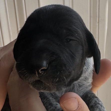Fernwood Wild Primrose, black roan German Shorthaired Pointer puppy, 11 days old