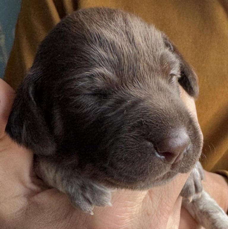 Fernwood Autumn Clover, liver roan German Shorthaired Pointer puppy, 11 days old